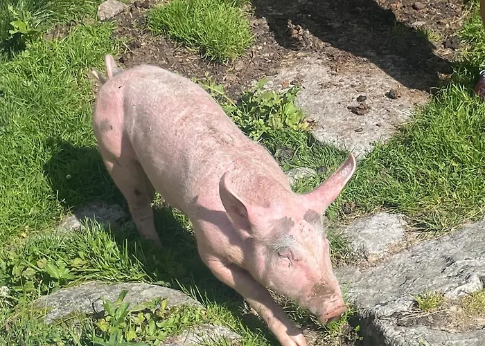 Rieser Апартаменты Майрхофен